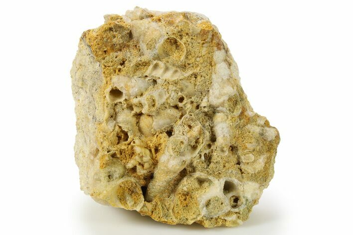 Fossil Gastropods In Limestone - Texas #286606